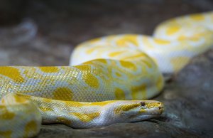 yellow snake