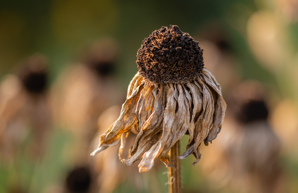 Coping with climate anxiety and extreme heat: A field guide